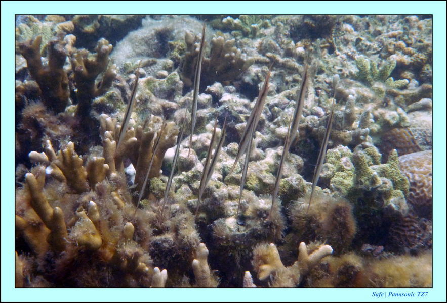 2009    07    Manatabuan 05